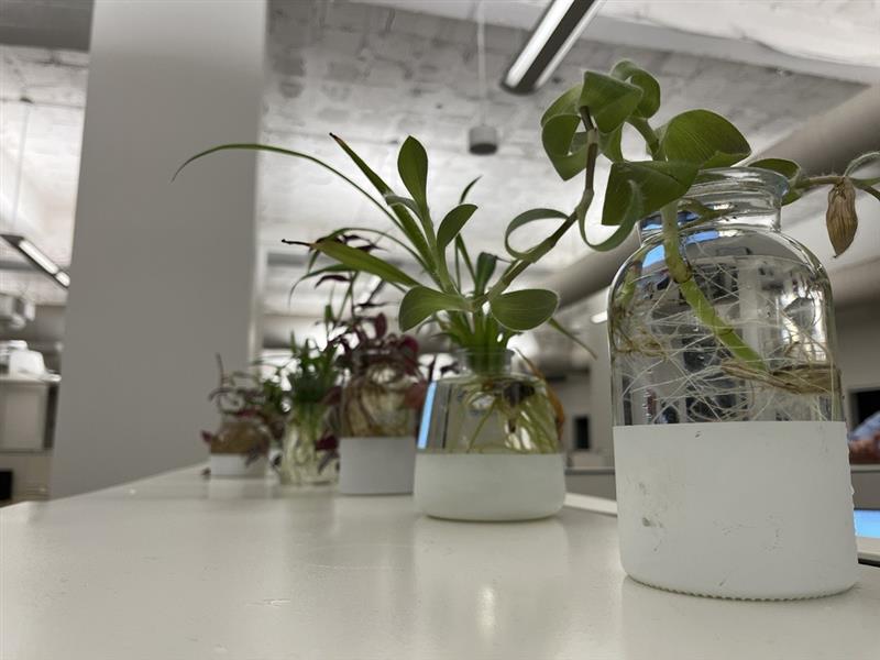 Plant Propagation at Cleveland Headquarters